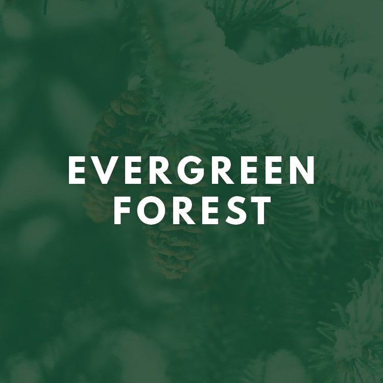 Evergreen Forest